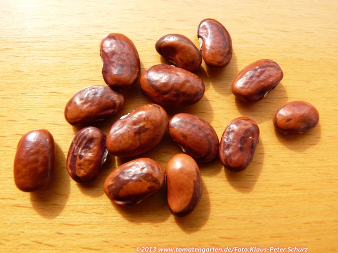 Cornfield Bean