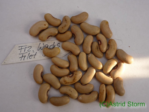 Französische Wachsfiletbohne