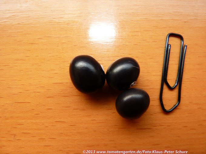 Schwarze Russische Speck