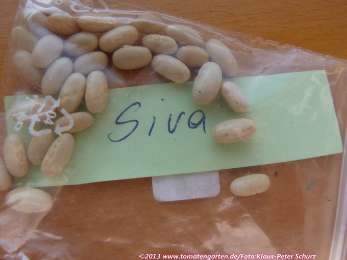 Siva