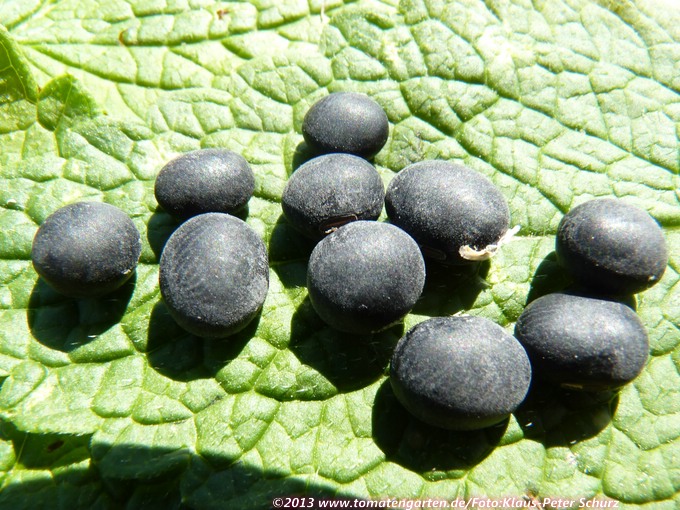 Nordeutsche Schwarze (Sojabean)