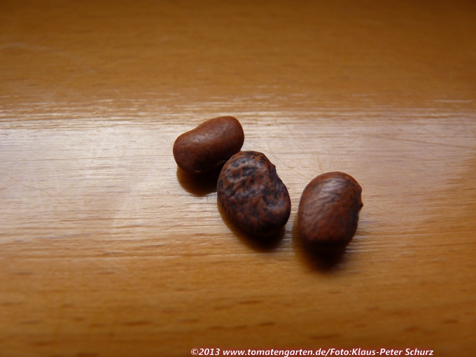 Blue Speckled Tepary Bean