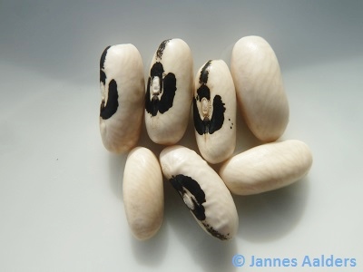 Best Of All Wax Podded