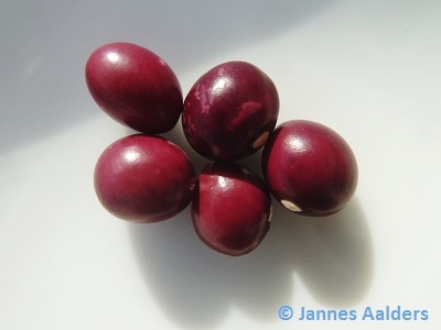 Cerise Du Japon