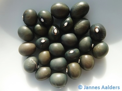 Fort Portal Jade