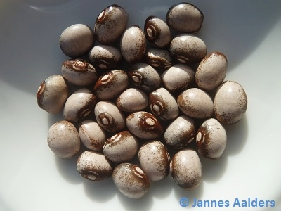 Petit Gris
