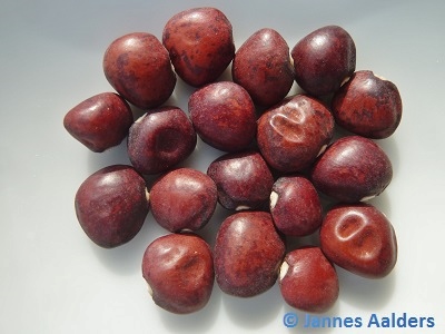 Butter Peas (Cowpea - Vigna unguiculata subsp.)