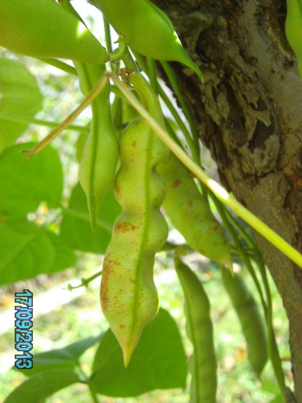 Amish Gnuddel Bean