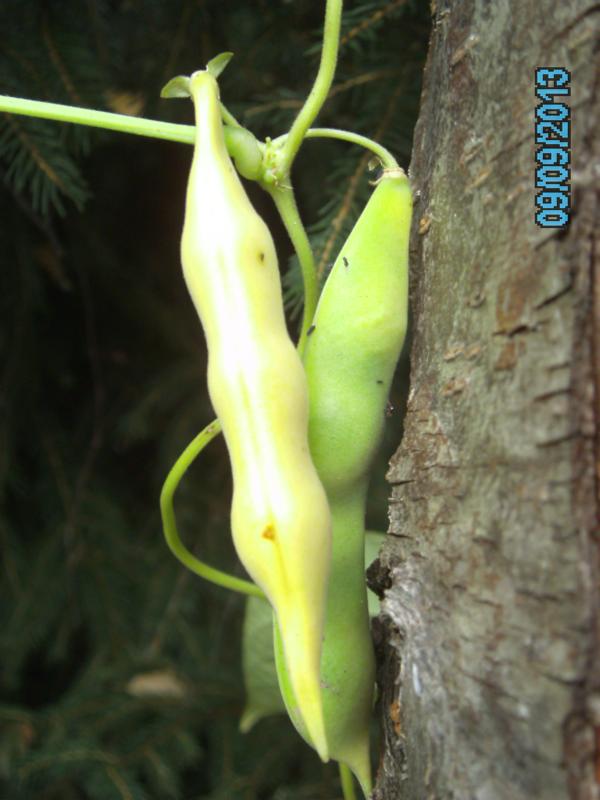Inca Pea Bean
