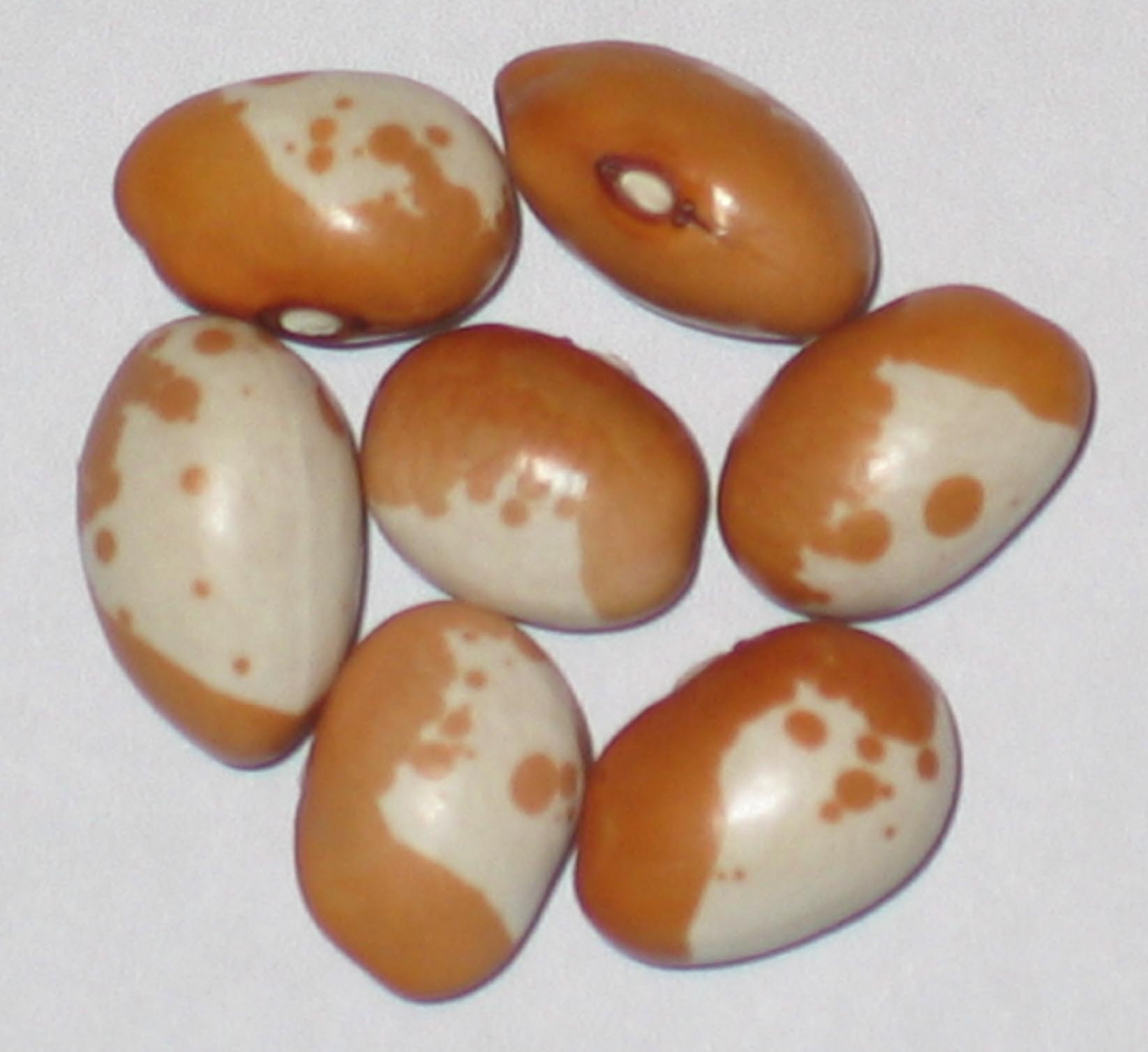 Anatolian Yellow White