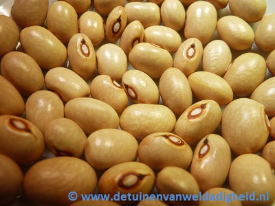 Blokkerder Boon
