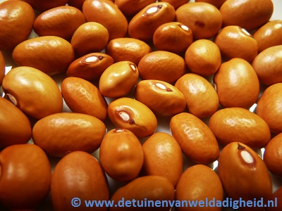Enkhuizertjes