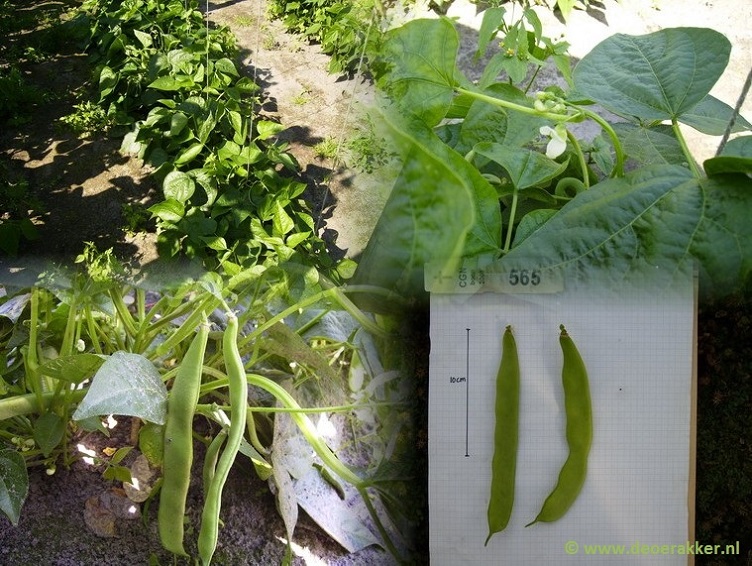 Vroege Brede Stamsnijboon