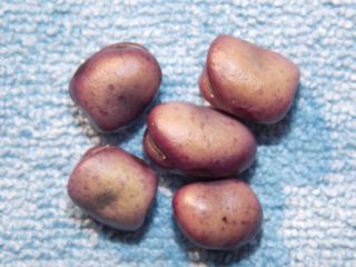 Seed Mutant FR 37 (Vicia faba)