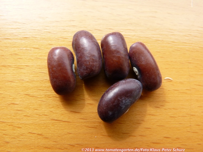 Burpee's Stringless Green Pod