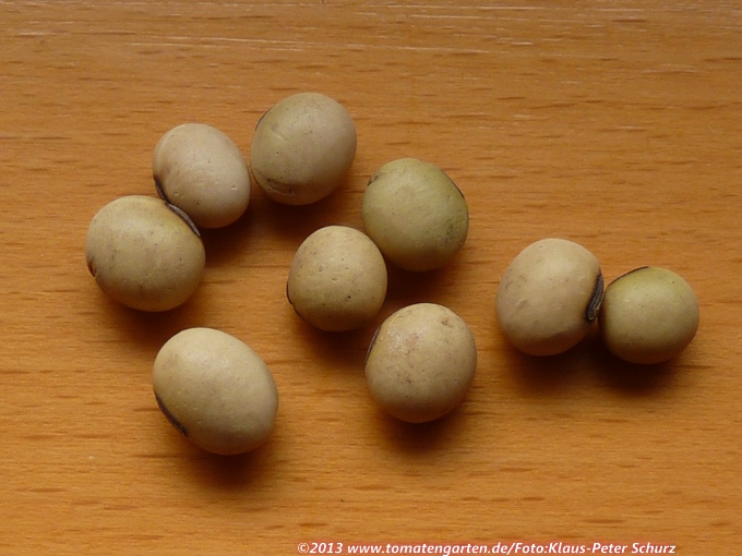 Usti (Sojabean)