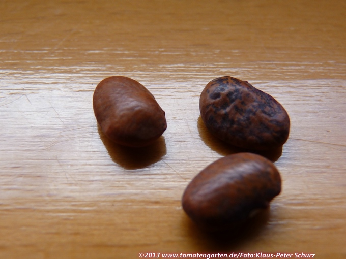 Sacaton BrownTepary bean