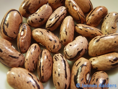 Bobis d'Albenga
