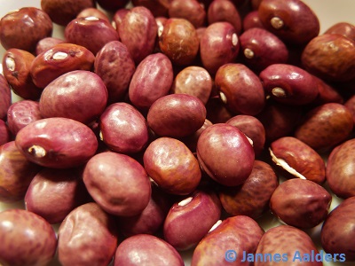 Chriesistei (Kirschkern)