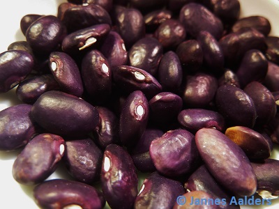 Tarahumara Dark Purple