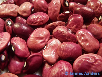 Tarahumara Purple