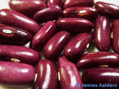 Koronis Purple