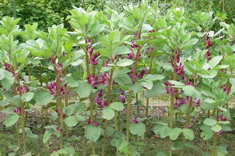 Crimson Flowered