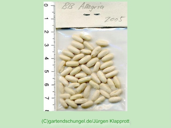 Allegria (Filetbohne)