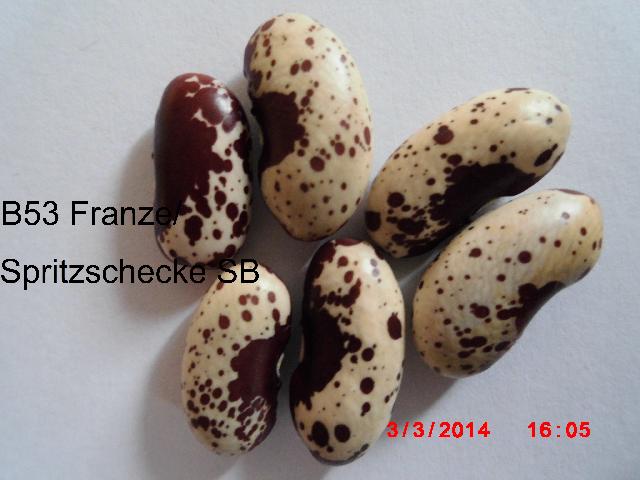 Spritzschecke