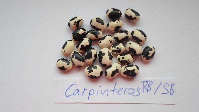 Carpinteros