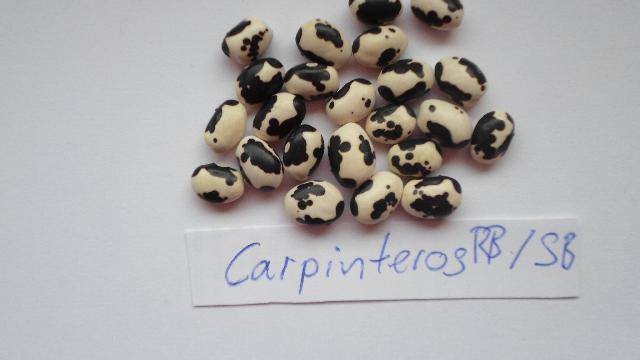 Carpinteros