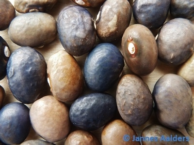 # Blauwe Hongaarse