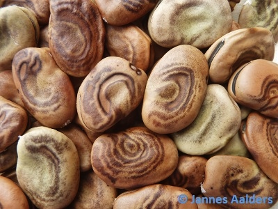 Habas Jergonas