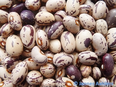 Musseneitjes