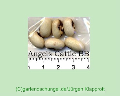 Angels Cattle