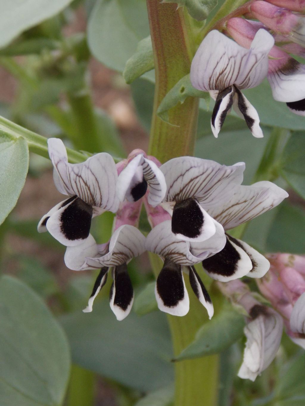 Seed Mutant FR 37 (Vicia faba)