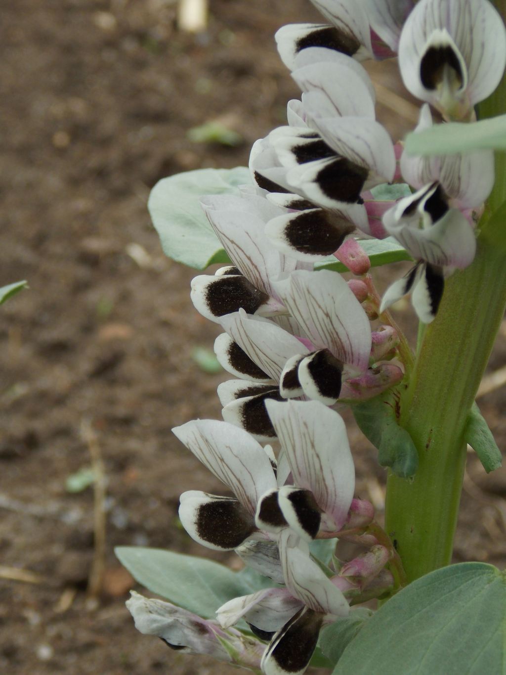 Seed Mutant FR 37 (Vicia faba)