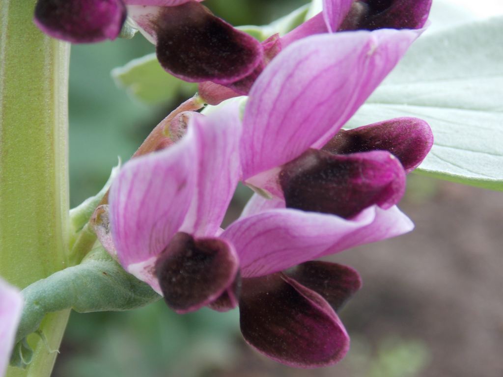 Seed Mutant FR 37 (Vicia faba)