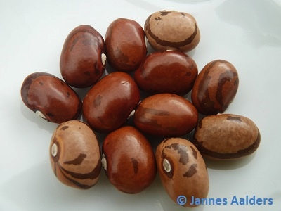Bonner Fadenlose Bauern