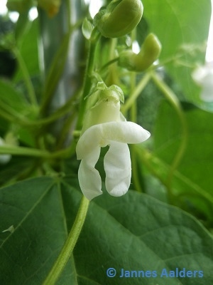 Coco Rose De La Meuse