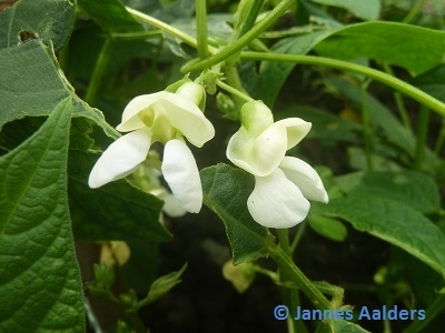 Inca Pea Bean