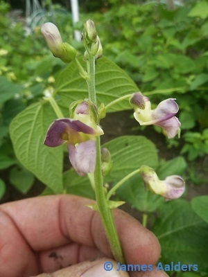 Koronis Purple