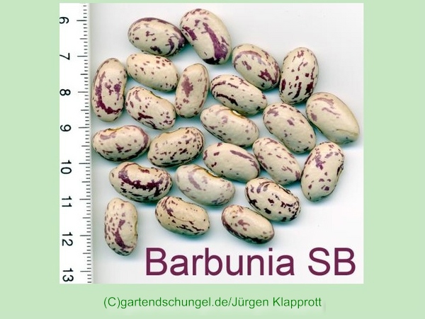 Barbunia