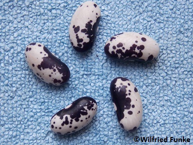 Black and White Trout