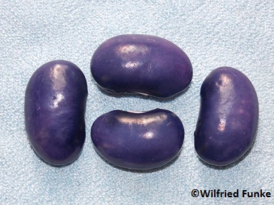 Blaue Wolfegger