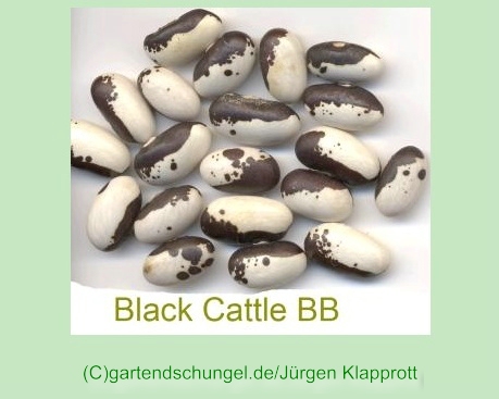 Black Cattle