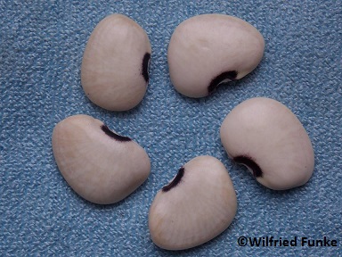 Purple Eye (Lima bean)