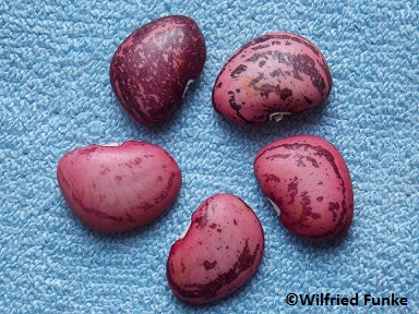 Red Dutch Lima (Lima bean)