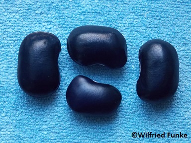 Schwarze Otter
