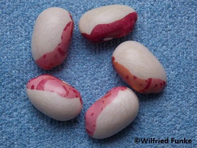 Tashkent Bean